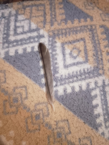 Plume de Moineau domestique
