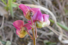 Dolichos hastiformis