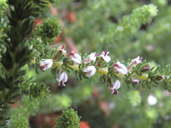 Aspalathus hispida albiflora