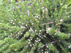 Aspalathus hispida albiflora