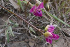 Dolichos hastiformis