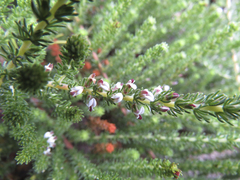 Aspalathus hispida albiflora