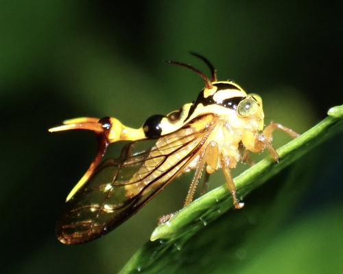 Heteronotus vespiformes