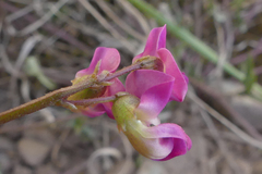 Dolichos hastiformis