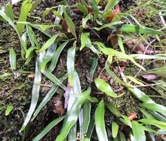 Pyrrosia confluens