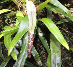 Pyrrosia confluens