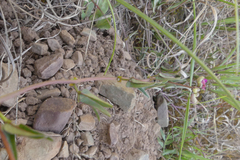 Dolichos hastiformis