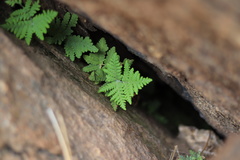 Pentagramma rebmanii