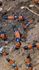 Paederus schoenherri