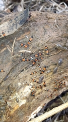 Paederus schoenherri