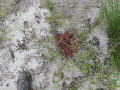 Limonium scabrum scabrum