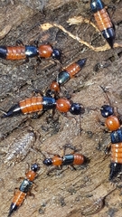 Paederus schoenherri