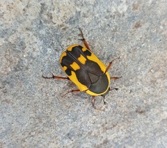 Pachnodella impressa