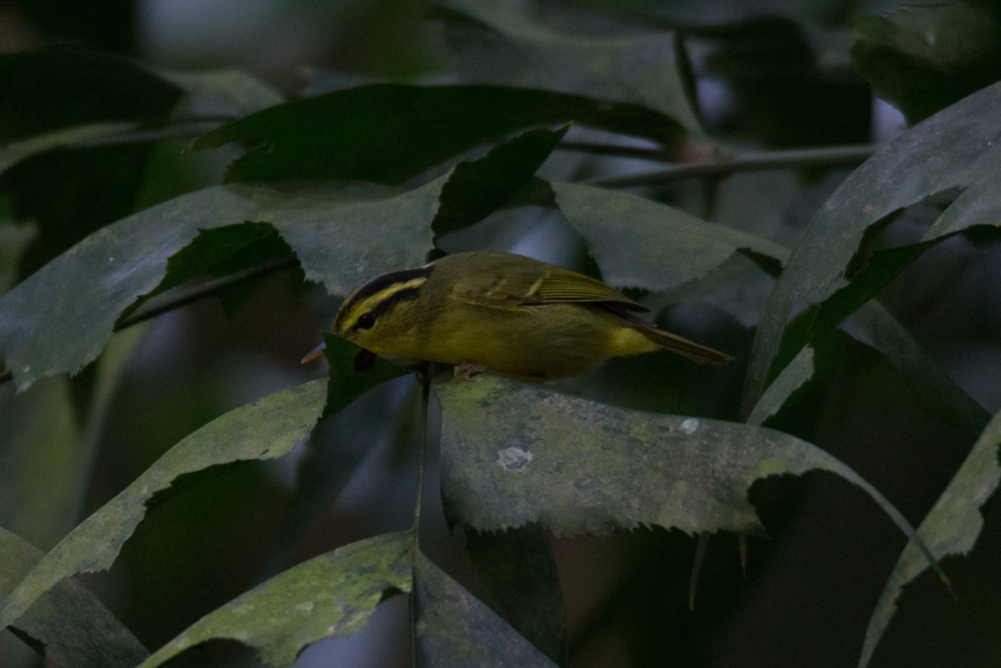 Limestone Leaf Warbler illustration