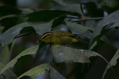 Phylloscopus calciatilis