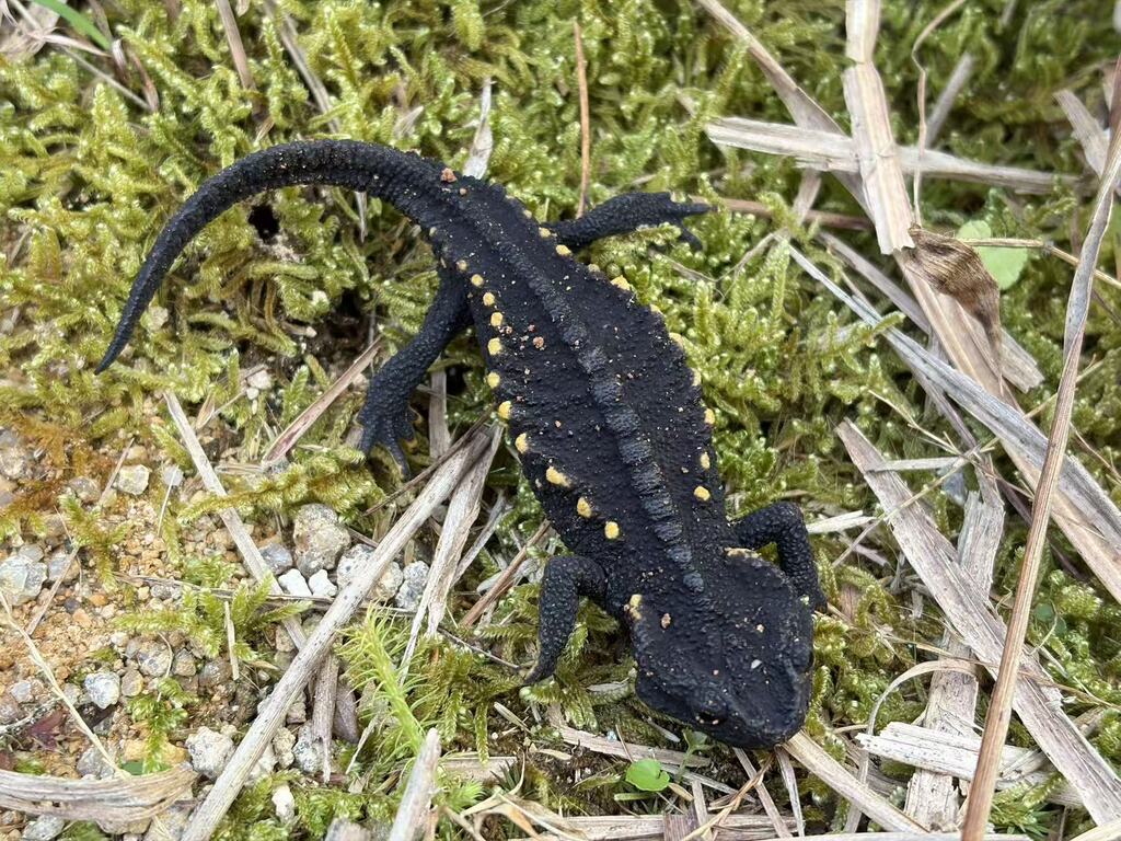 Mountain Spiny Crocodile Newt