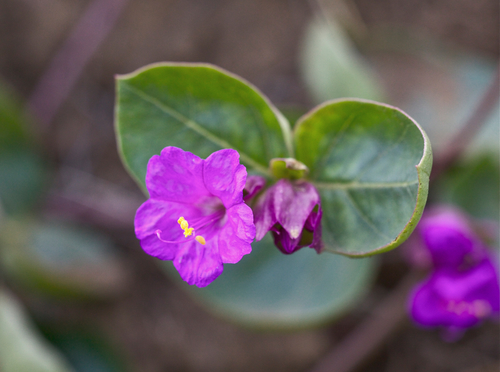 MacFarlane's four o'clock (Mirabilis macfarlanei)