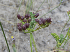 Dasispermum