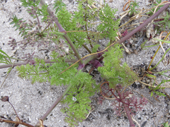 Dasispermum