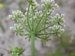 Dasispermum