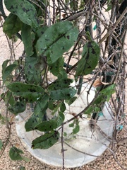 Magnoliopsida