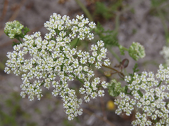 Dasispermum