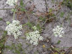 Dasispermum