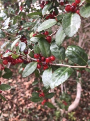 Ilex vomitoria