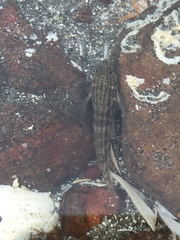 Bathygobius casamancus
