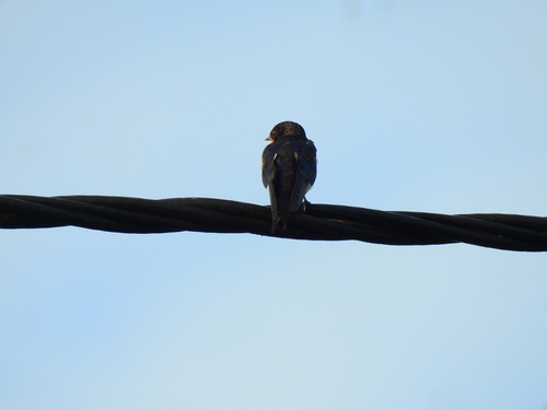 iNaturalist image