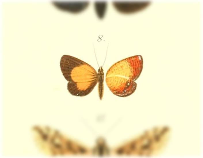 Callidula miokensis
