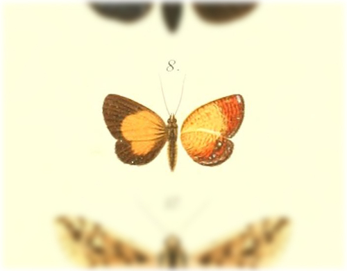 Callidula miokensis