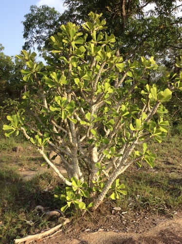 Euphorbia unispina