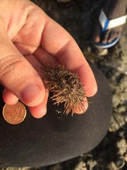 Euechinoidea