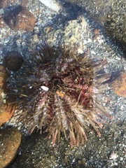 Euechinoidea