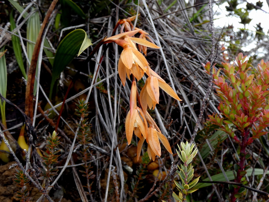 Coelogyne plicatissima