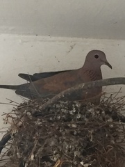 Streptopelia senegalensis