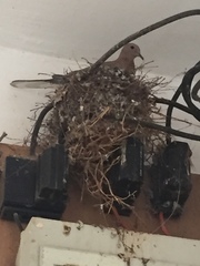 Streptopelia senegalensis