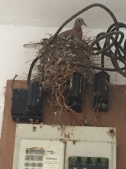 Streptopelia senegalensis