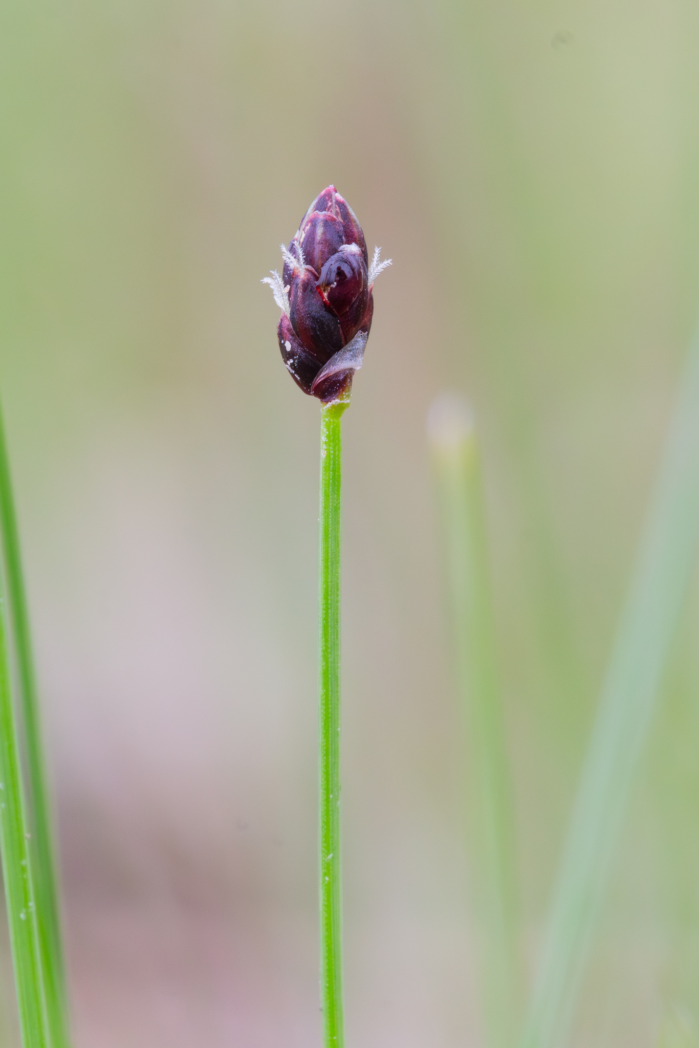 Eleocharis tenuis var. verrucosa