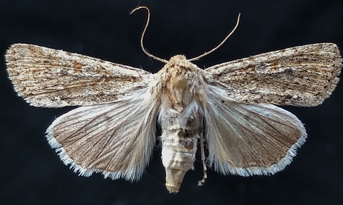 Dune Cutworm Moth photo 2