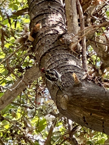 Red-naped Sapsucker (Sphyrapicus nuchalis), photo 5