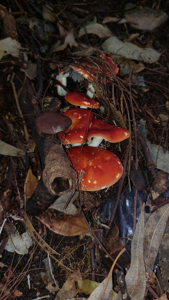 Leucopaxillus gracillimus · February 2026 · photo: © andre_rc (iNaturalist, cc-by)