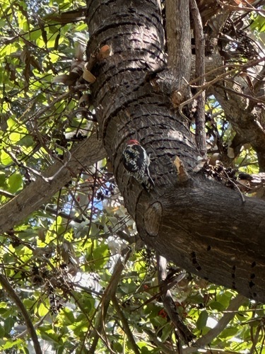 Red-naped Sapsucker (Sphyrapicus nuchalis), photo 6