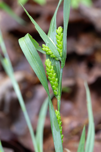 Blue Sedge (Carex glaucodea)