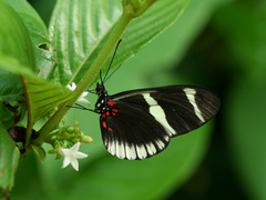 Heliconius sara theudela