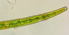 Closterium striolatum