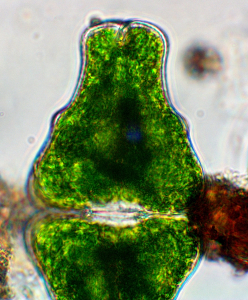 Euastrum didelta