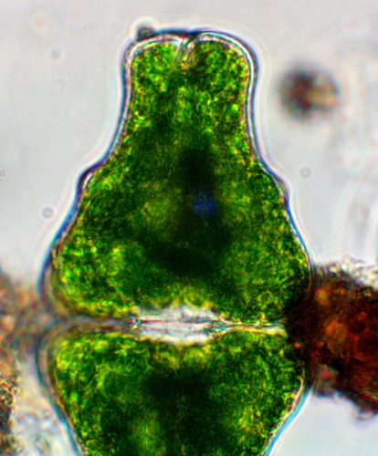 Euastrum didelta