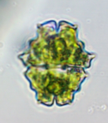 Euastrum divaricatum